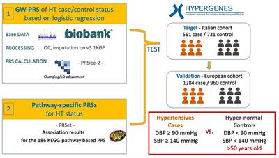 Dissecting the Polygenic Basis of Primary Hypertension: Identification of Key Pathway-Specific Components